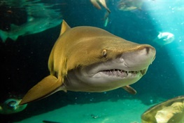 Sustainable Shark Fisheries and Trade Act advances through Senate committee 